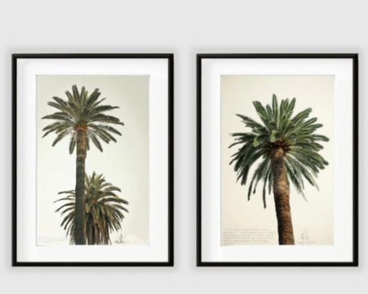 Tableau Miami Palmers